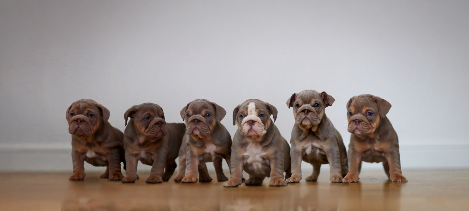 bull-dog-pupps